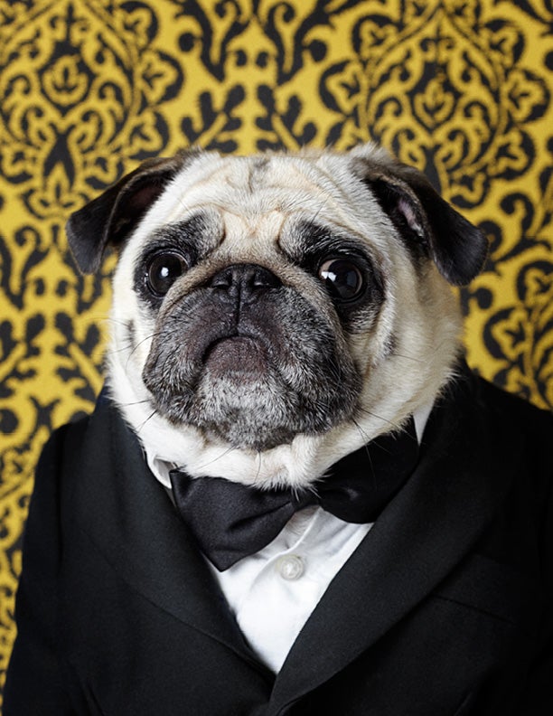 pug sydney sydney 1 pug archival digital c print canine chronicles pug sydney sydney 1 pug archival digital c print canine chronicles