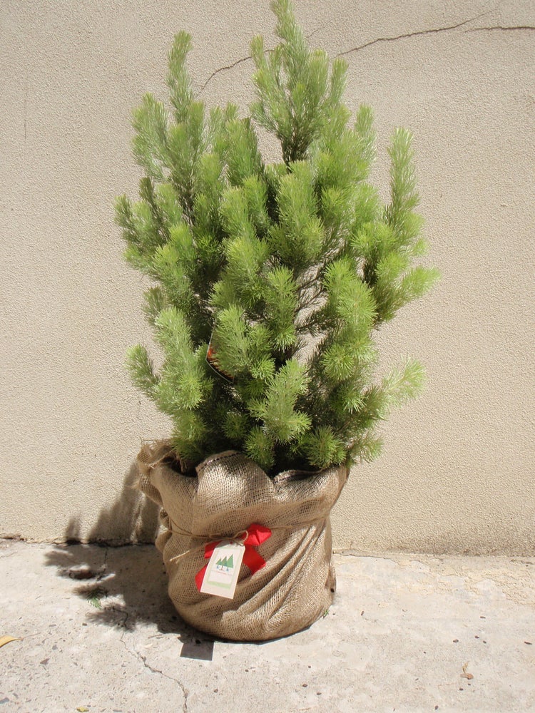 eco christmas trees native australian christmas tree eco christmas trees native australian christmas tree