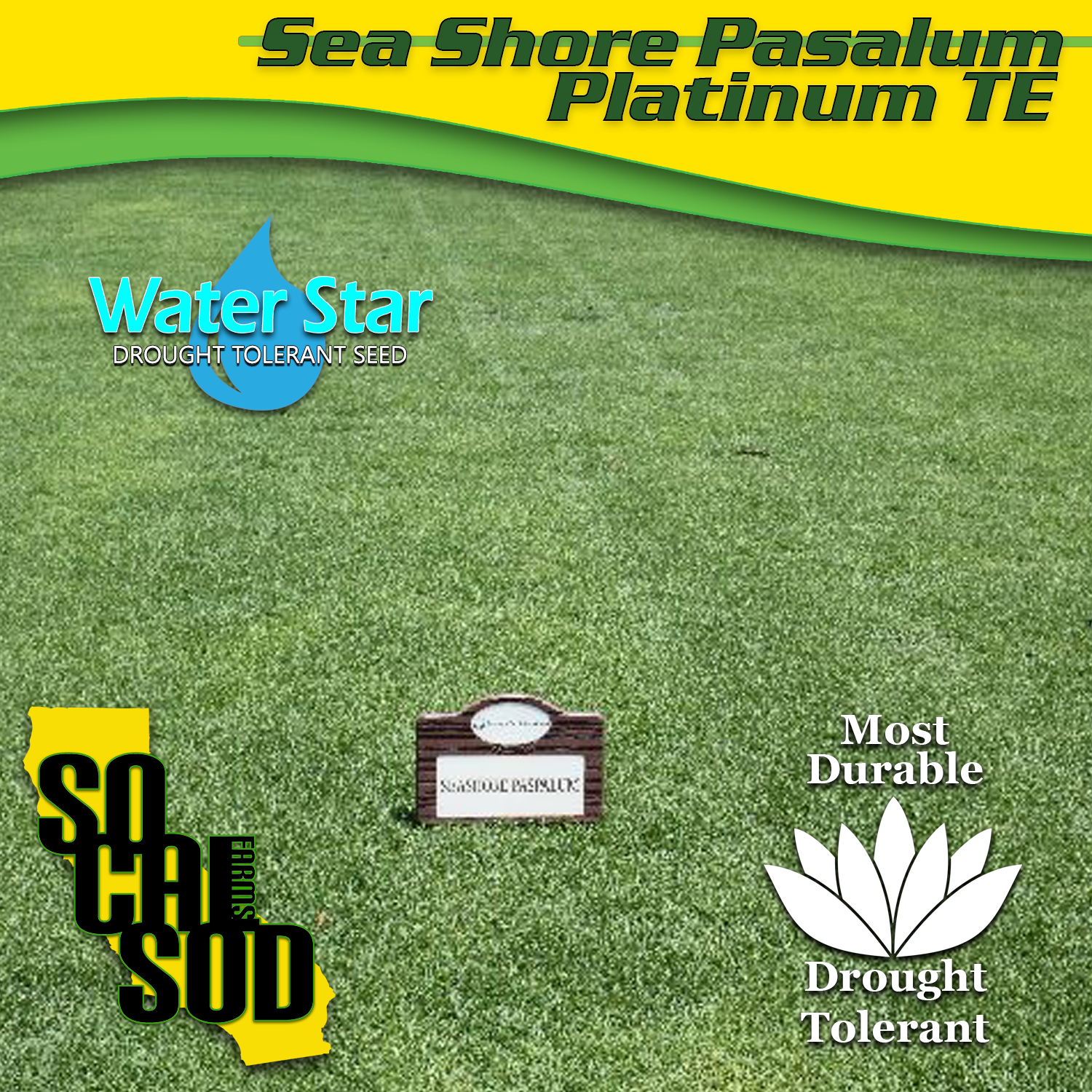 seashore paspalum seashore paspalum