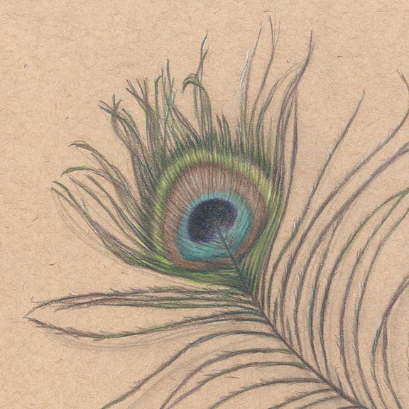 Cate Rangel — Peacock feather study Original Matted Drawing 11x14