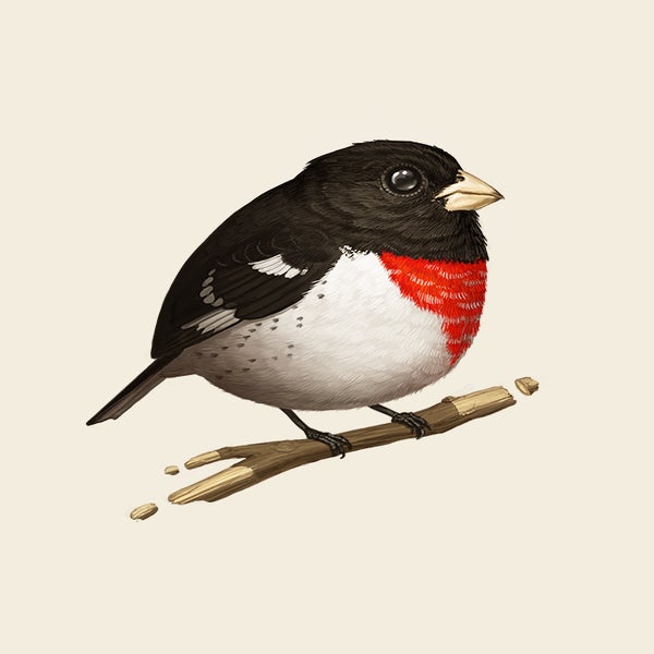 RoseBreastedGrosbeak_promoSHOP.jpg