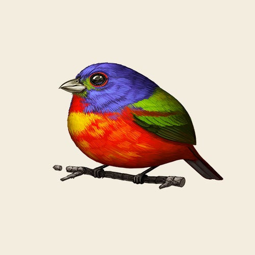 Painted Bunting / Sir Mitchell