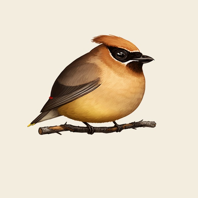 CedarWaxwing_promo.jpg