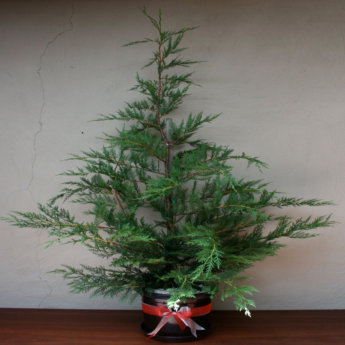 eco Christmas trees — Traditional Cypress Christmas tree approx 1.5