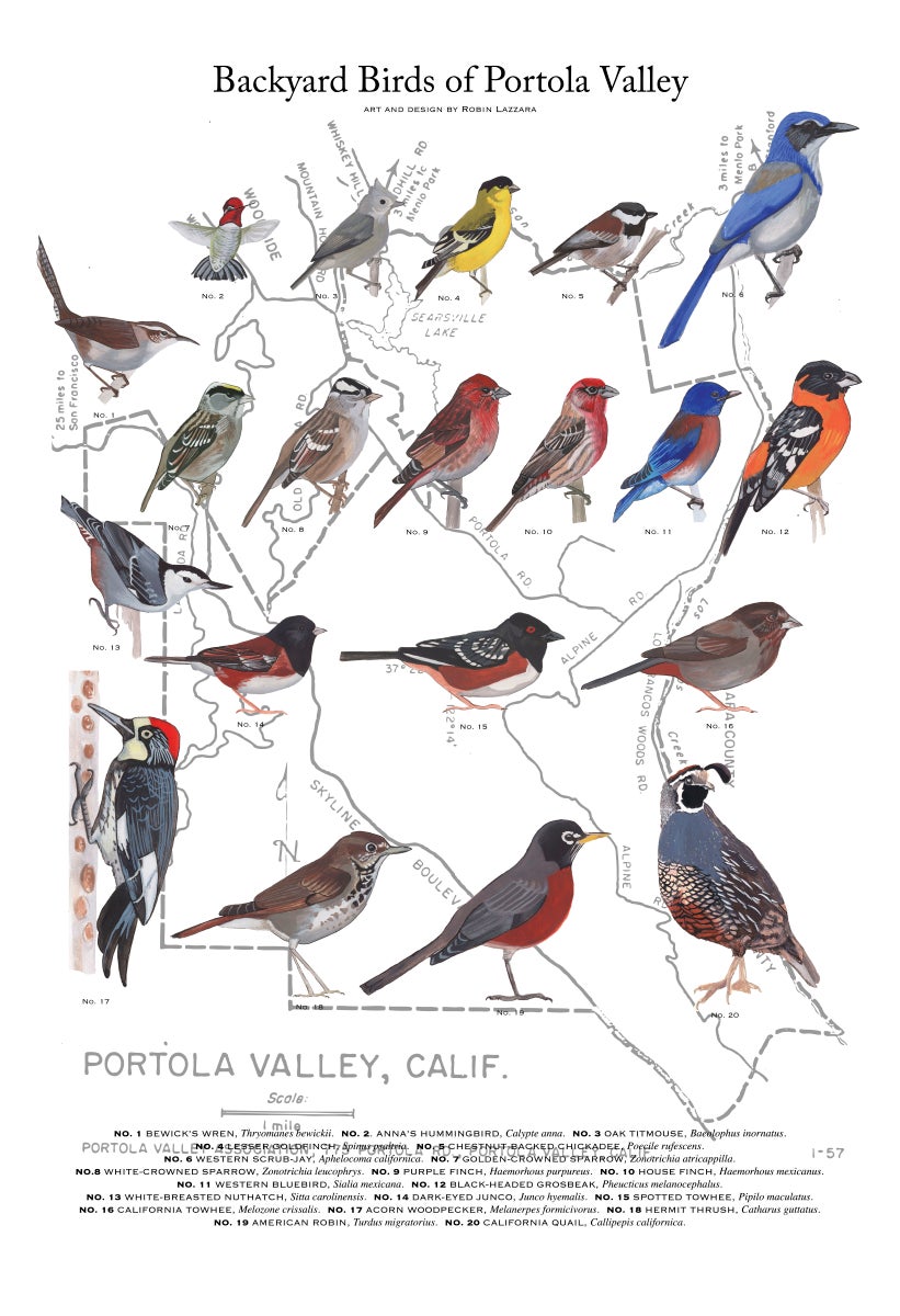 RL Arts Portola Valley Backyard Birds Poster RL Arts Portola Valley Backyard Birds Poster