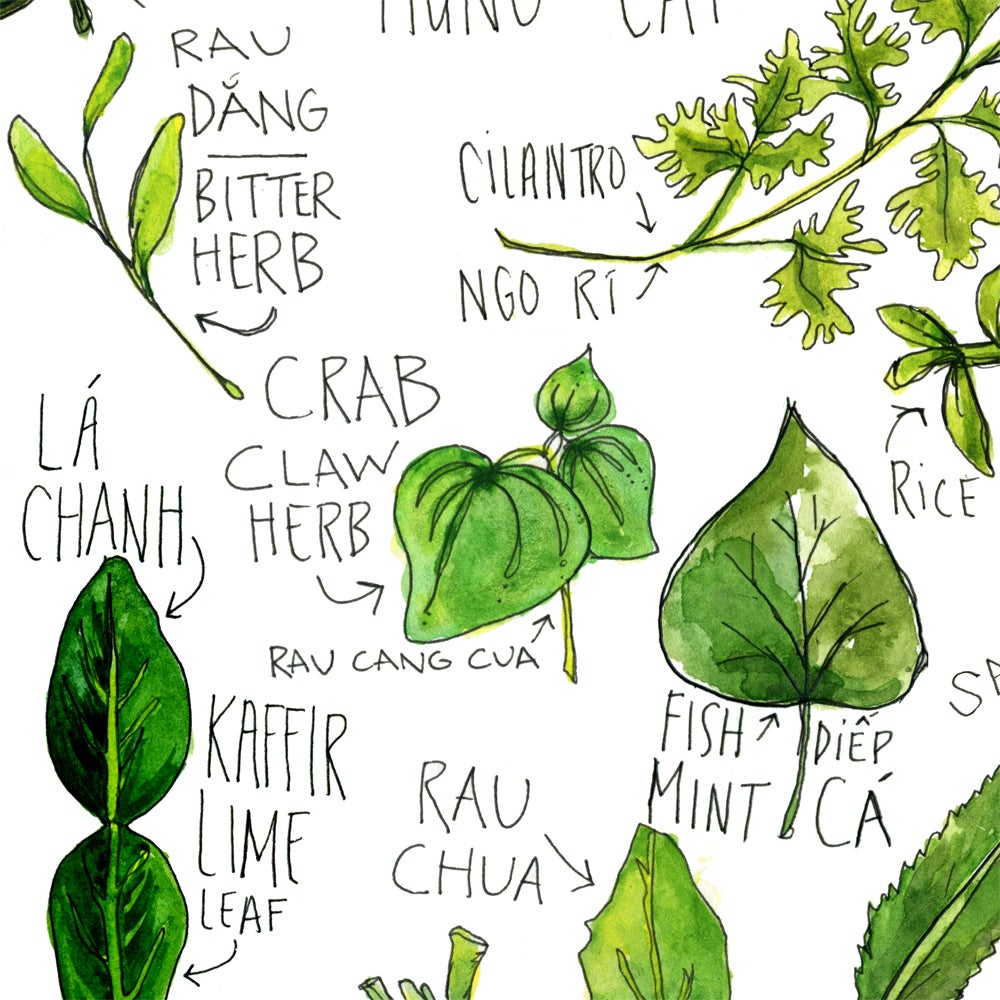 Vietnamese Herbs Watercolor Print | Drywell Art Vietnamese Herbs Watercolor Print | Drywell Art - 1000 x 1000 jpeg 196kB