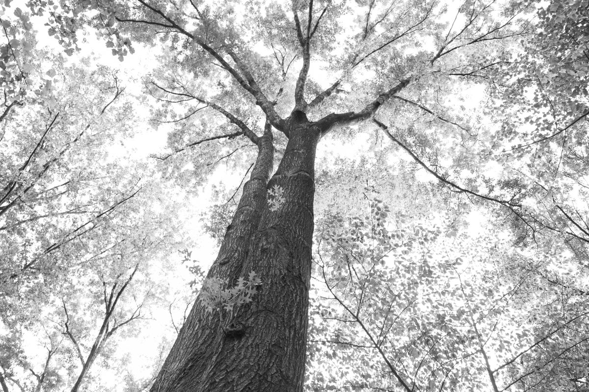 chromium park thesis chromium park thesis