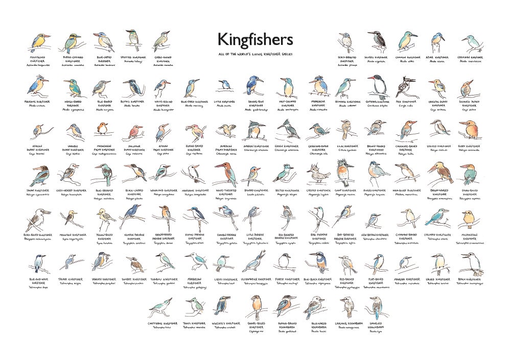 Image of Kingfishers