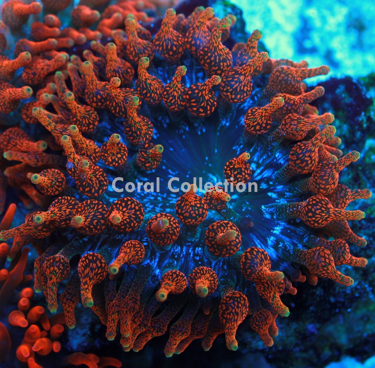 What Is Ppm >> CC Supernova BTA / Coral Collection What Is Ppm >> CC Supernova BTA / Coral Collection