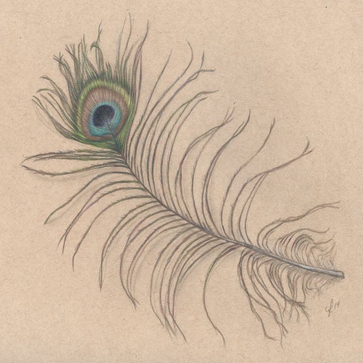 Cate Rangel — Peacock feather study Original Matted Drawing 11x14