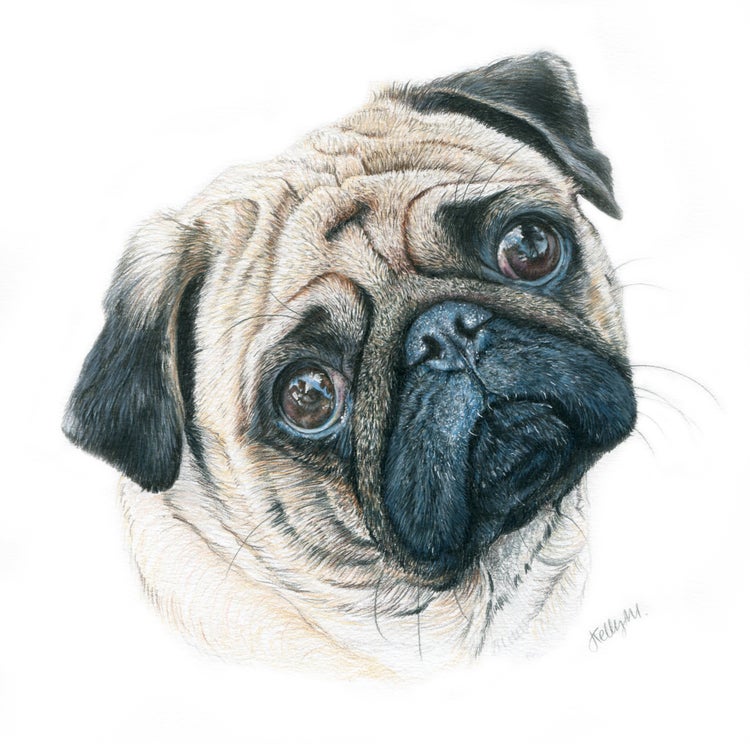 original pug original drawing pug morrison original pug original drawing pug morrison