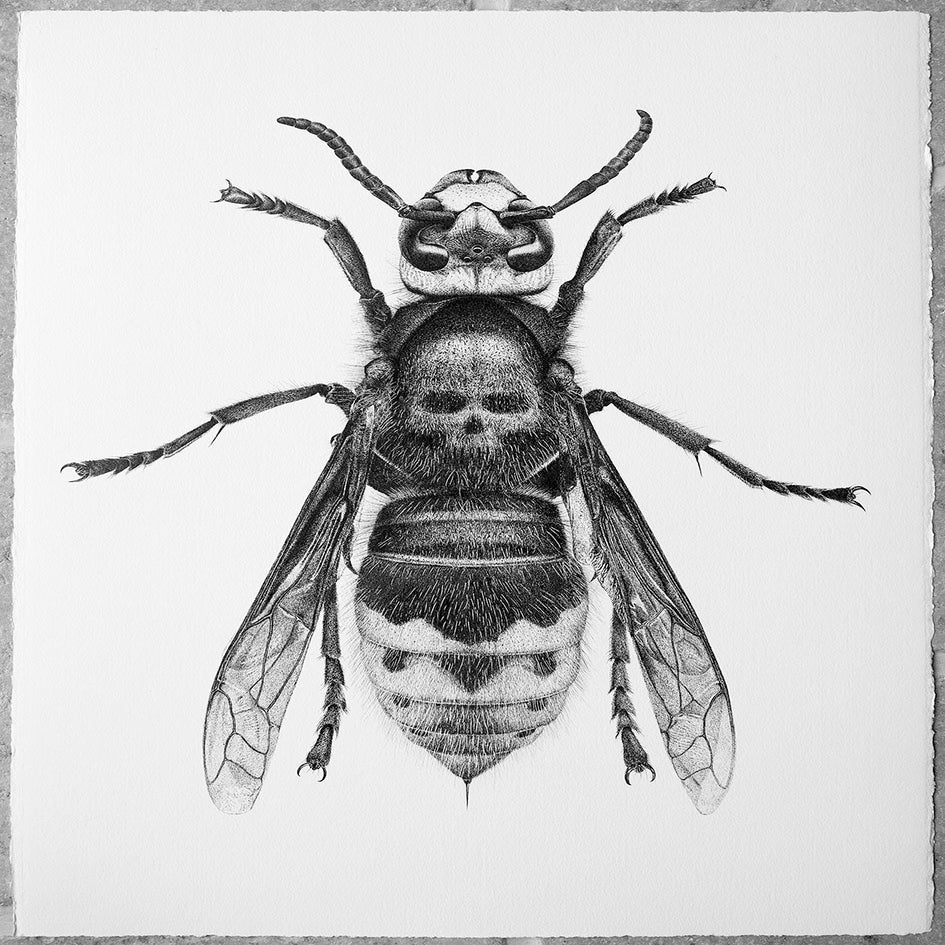 CJP art — Death's Head Hornet - From £32 to