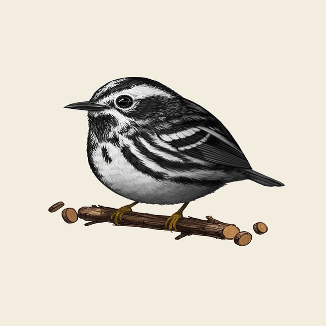 blackandwhitewarbler_promo.jpg