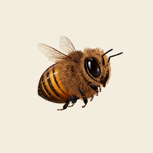 honeybee_promo.jpg