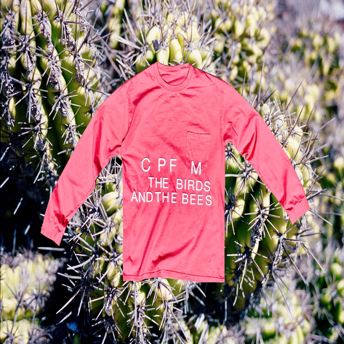 Products / CACTUS PLANT FLEA MARKET