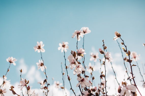 Image of White Magnolias