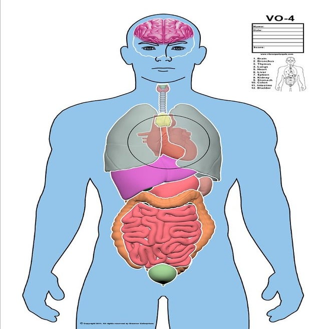 Vital Organ Targets — Deluxe Vital Organ Target