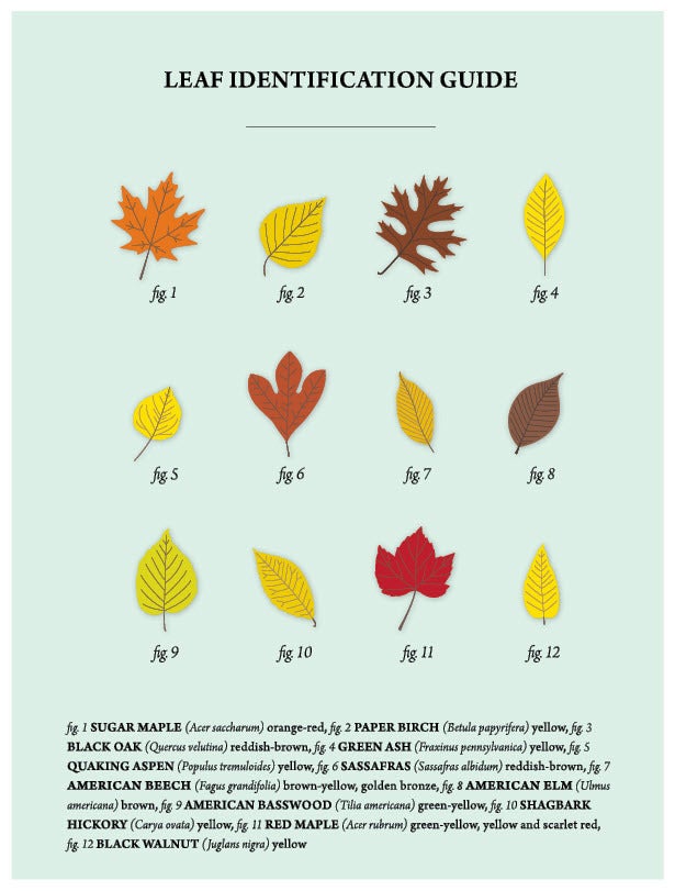 leaf guide with pictures
