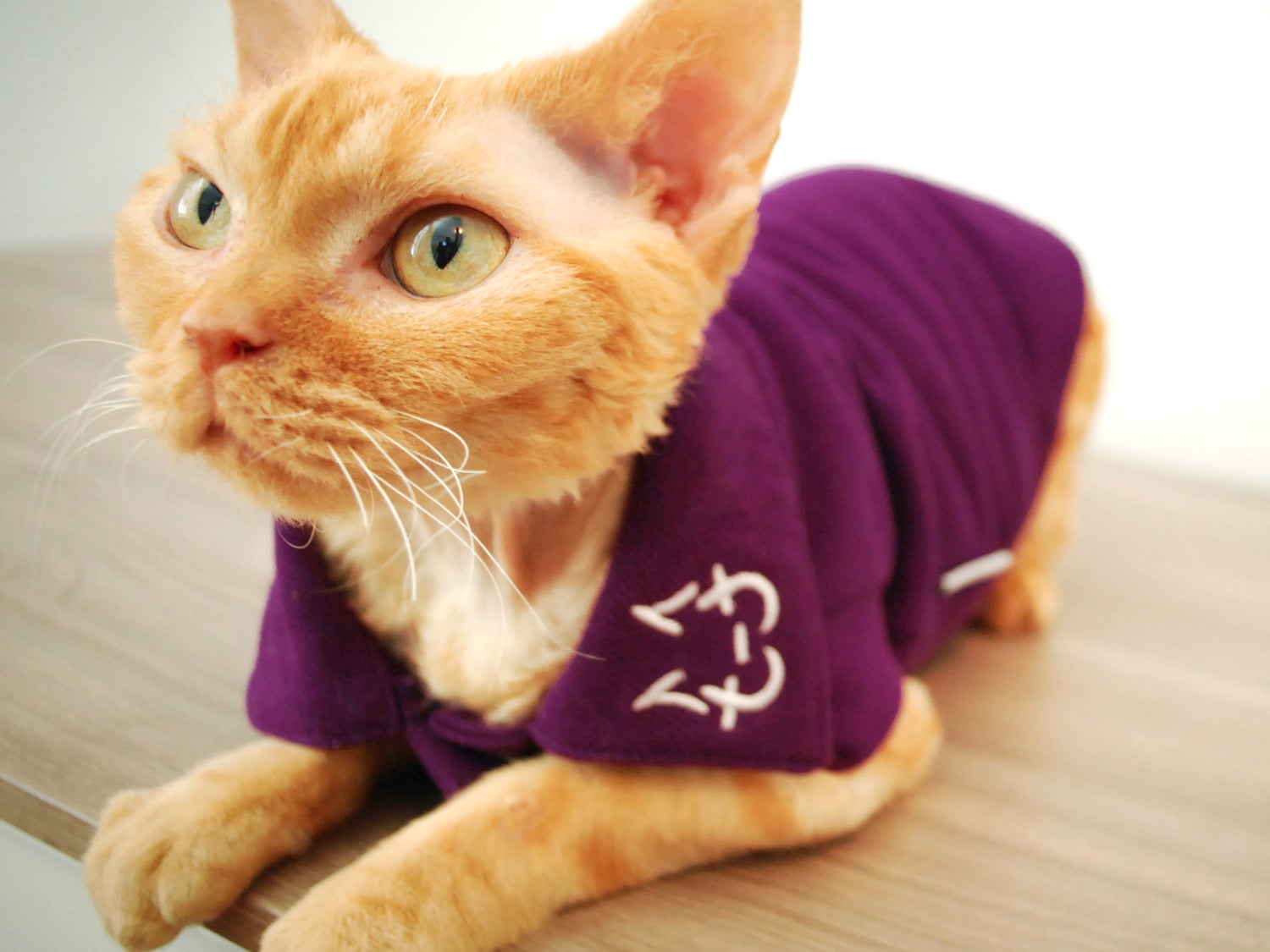 Cat Clothes | Cat Clothing | Clothes for Cats | Cat-toure | Devon Rex ...